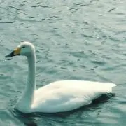 UneAAの画像