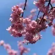 Y＊プロフご確認くださいの画像
