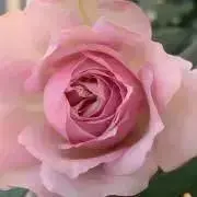 まゆぴーの画像