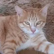 ランドシャー
