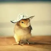 ぴぃちゃん