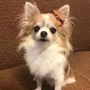 めろりんの画像