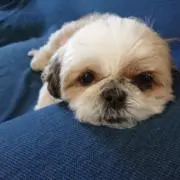 majyo