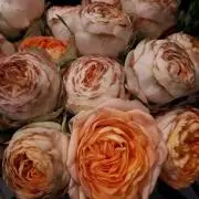Aaaa