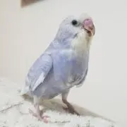 ドラえもんの画像