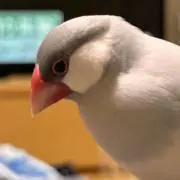 やすお。の画像