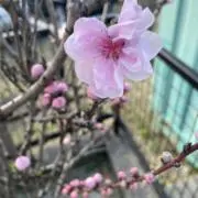 花の画像