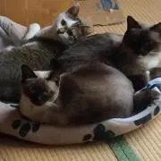でびちゃんの画像