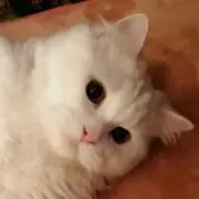 チロ坊っちゃんの画像