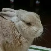 うさっぴーの画像