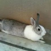 こがちゃんの画像