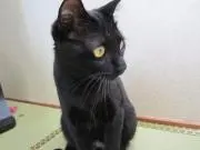 やまちょんの画像