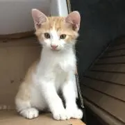 ちろちんた