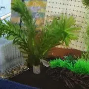 ぴーちゃんの画像