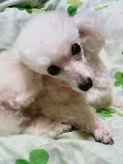 ベル