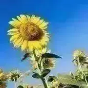 みぃり★即購入OKの画像