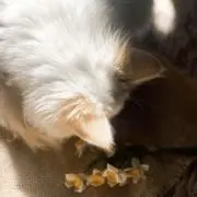 ゴゴゴの画像