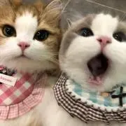 りなの画像