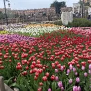 土（発芽中）