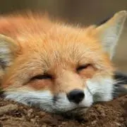 きつね