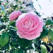 a-☆の画像