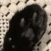 nicoの画像