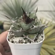 mm.plantsの画像