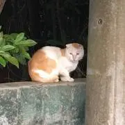 くんちゃ