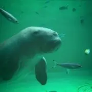 ジュゴンの画像