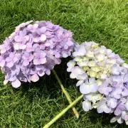 さち