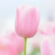 ころん