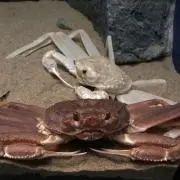 にゃん