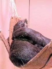 さとの画像