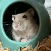 きなこの画像