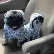 ワントウ犬服特価セール★購入前にコメ願いの画像