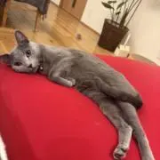 sk8erhina★の画像