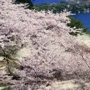 さくらの画像
