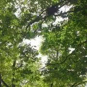こいあっちの画像