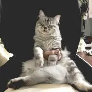 べーたー