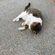 はなにゃん