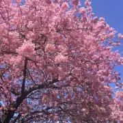 Sunshinyの画像