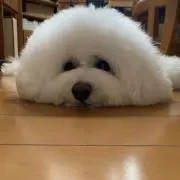 ★まずはコメント見てね★Petit パパの画像