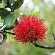 ＊‘ohi‘a lehua ＊