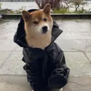 Odaの画像