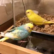 ちょこ