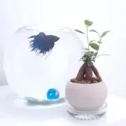 ゜+。◎*“Asa♡*＊の画像