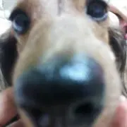 いちご