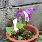 サラの画像