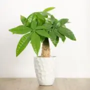 green natureの画像