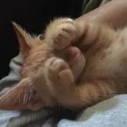 チビもも★